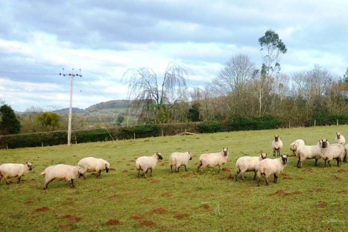 Ewes before lambing
